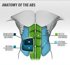 transverse abdominis
