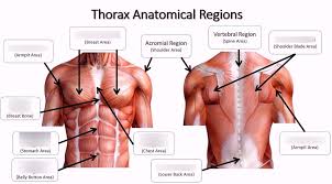 ■ describe the anatomical relationships of this area is often the hiding place for pulmonary nodules and can be hard to evaluate because of the. Thorax Surface Anatomy Diagram Quizlet