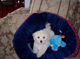 New and used items, cars, real estate, jobs, services, vacation rentals and more virtually anywhere in ontario. Cute Maltipoo Price 400 For Sale In Aurora Colorado Best Pets Online