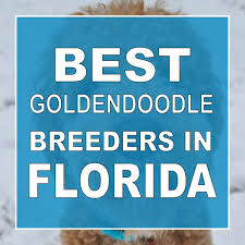 The intelligence & trainability of the poodles and the lovable personalities of the goldens. Best Goldendoodle Breeders In Florida Lover Doodles