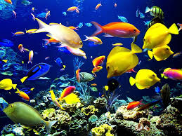 beautiful aquarium hd wallpaper