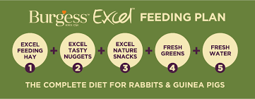 The Excel 5 Step Feeding Plan Burgess Pet Care