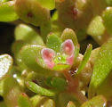 Lathyrus annuus (Annual Pea) : MaltaWildPlants.com - the online ...