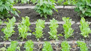 Square Foot Gardening Spinach Helpful