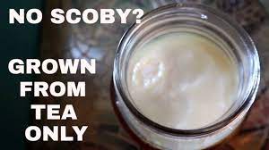 kombucha without a scoby you