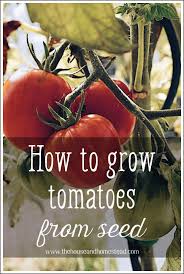 how to grow tomatoes from seed the