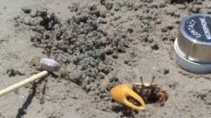 fiddler crab found to use waving and