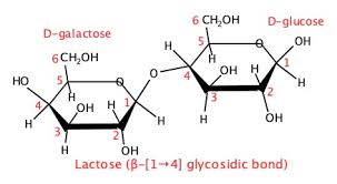 chapter 10 carbohydrates