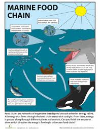 Ocean Food Chain Ocean Food Chain Food Chain Worksheet