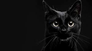 200 black cat pictures wallpapers com