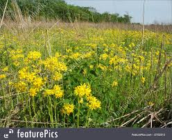 Picture Of Wildflowers In A Illinois Prairie