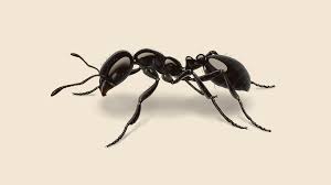 little black ants in my house