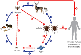 Life Cycle Of Ixodid Ticks And Natural Transmission Of Rickettsiae