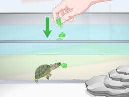 3 Ways To Feed A Red Eared Slider Turtle Wikihow