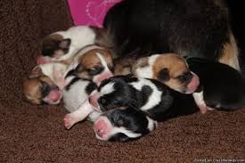The pembroke welsh corgi puppies are merry and expressive but also intelligent and active. Akc Pembroke Welsh Corgi Puppies Price 800 For Sale In Hamilton Alabama Best Pets Online