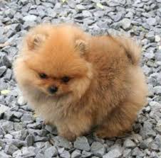 cute small size toy pom puppy 4