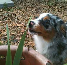 'aussie' as commonly called came to be in the 19th century as a ranch dog bred to herd farm animals and livestock as a whole. Willis Farms Mini Aussies Home Facebook