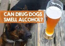 can-police-dogs-smell-wine