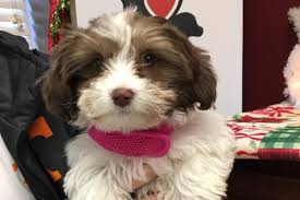 Jump to search for a puppy or dog puppies and dogs in tennessee cities these adorable pups are available for adoption in chattanooga, tennessee. Local Humane Society Offers 250 Pets Free Microchips Part Of 12 Days Of Christmas Giveaway Clarksvillenow Com