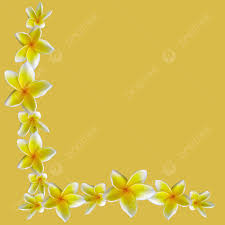 frangipani flower frame frangipani