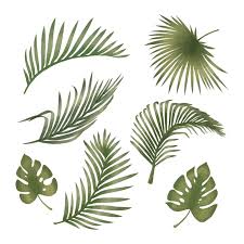 palm leaf clip art images free