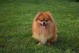 pomeranian in india appearance