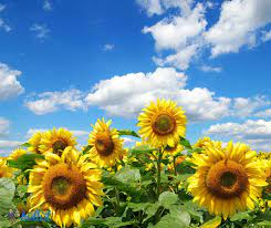 11 Sunflower Fields Near Chicago To