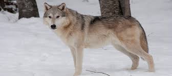 They are usually shy and cautious the most common type of wolf is the gray wolf, or timber wolf. Lawsuit Challenges Gray Wolf Delisting The Wildlife Society