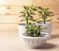 Are Succulents Poisonous To Cats And