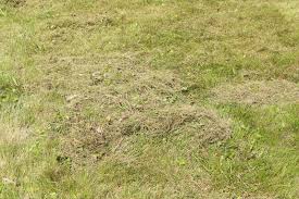 The easy answer on how to dethatch would be to hire a lawn care professional. Lawn Dethatching Services Albuquerque Nm Abq Lawn Care