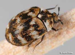 carpet beetle anthrenus verbasci
