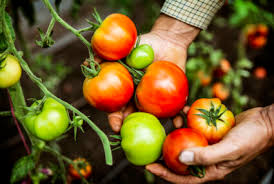 How To Grow Tomatoes In 7 Easy Steps