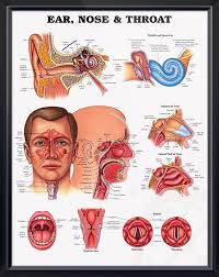 Ear Nose And Throat Anatomy Poster Ent Poster Shows Anatomy