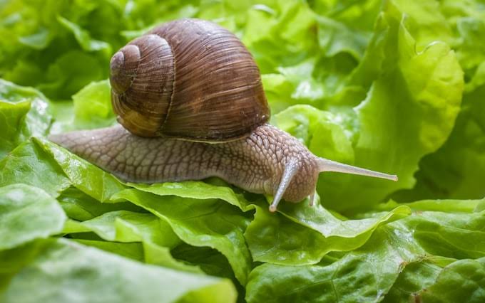 Hidden Benefits and Uses of Snail Water (Slime)