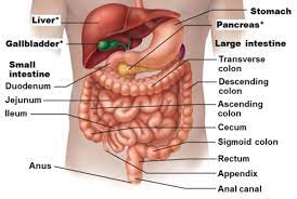 lower digestive tract flashcards quizlet