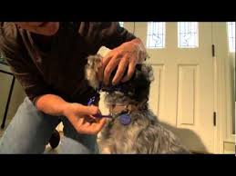 How To Put A Holt Head Collar On Your Dog