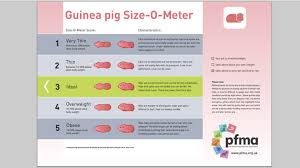 Guinea Pig Size O Meter
