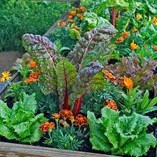 Vegetables In Your Fall Garden