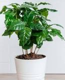 how-do-i-get-my-coffee-plant-to-bloom
