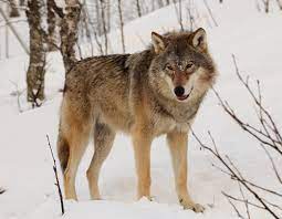 Wolves are not wild dogs! Wolf Wikipedia