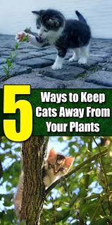 Keep Cats Away From Your Plants