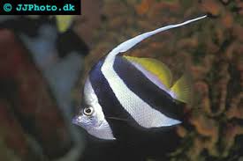 longfin bannerfish