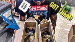 Deodorizers & filters litter litter boxes mats & liners waste disposal. Buying All The Turtles In Petco Youtube