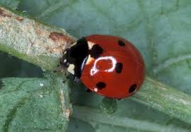 Asian Lady Beetle Or Seven Spotted Lady