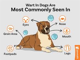 dog warts what you need to know about