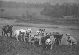 history of oeb olde english bulldogge