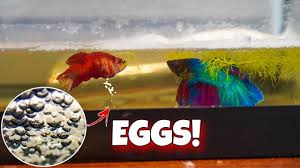 my betta fish laid eggs betta