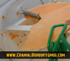 monarch caterpillars eat ernut
