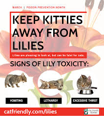 Welcome to our complete guide to cats eating plants! Lilies Cat Friendly Homes