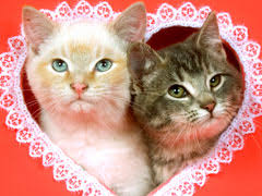 Top 20 cute kittens and cats hugs. Cute Valentines Kittens Screensavers Com